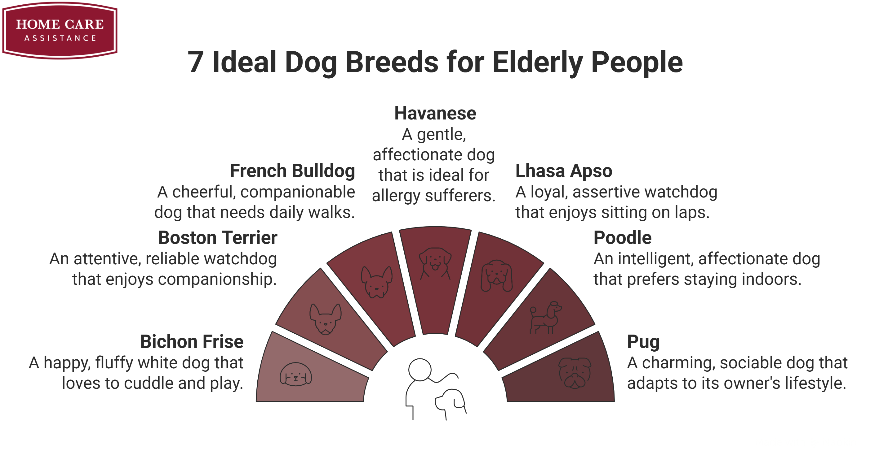 7 Ideal Dog Breeds for Elderly People  